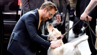 We Feel You, Dog