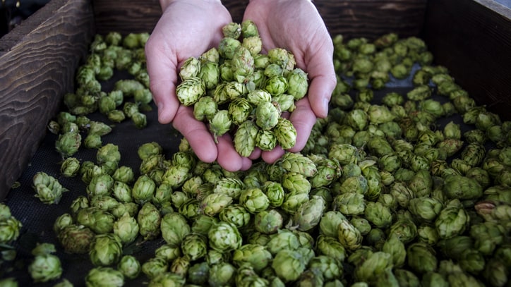 20 Breweries That Grow Their Own Hops
