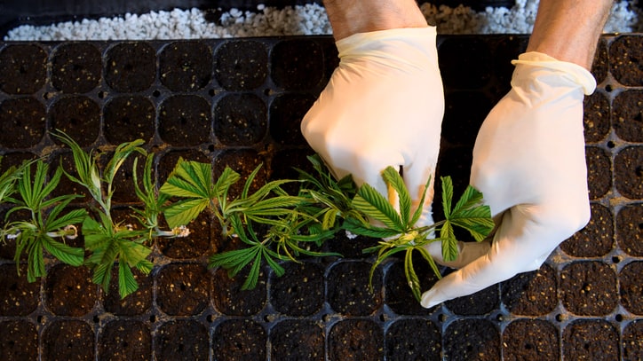 How CBD Became the Unexpected Star of Legalized Pot