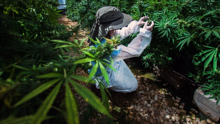How the Booming Israeli Weed Industry Is Changing American Pot