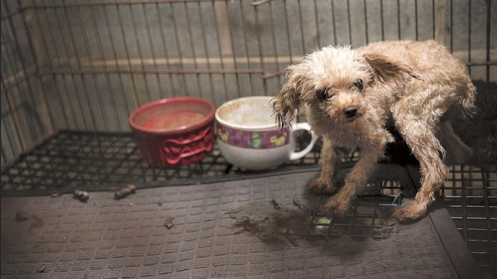 Becoming a Dog: What Happens After the Puppy Mill?