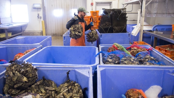 Farm to Table: Exploring the Hama Hama Oyster Habitat