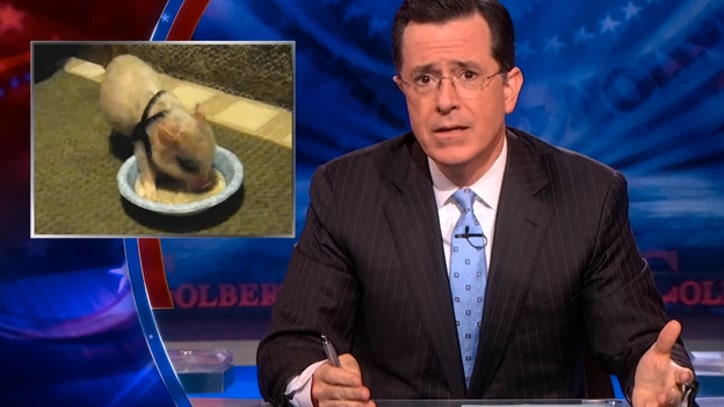 Colbert: 'Is Nothing Safe from the Homosexual Agenda?'