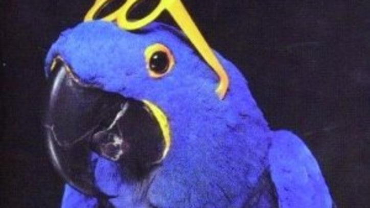 The Real Macaw