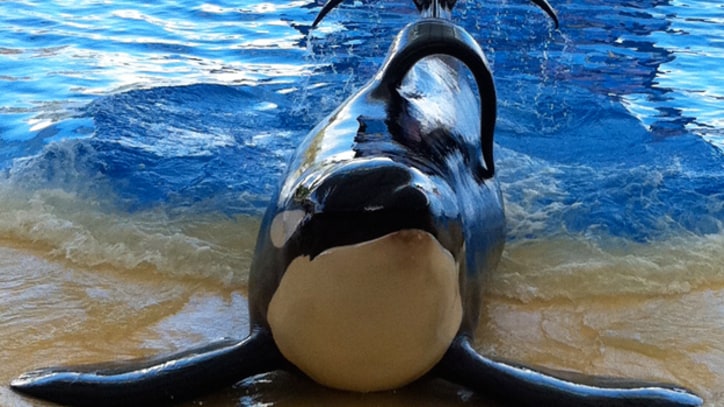 Blackfish