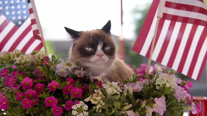 Grumpy Cat and Other Celebrity Felines Star in 'Cat Summer' Video