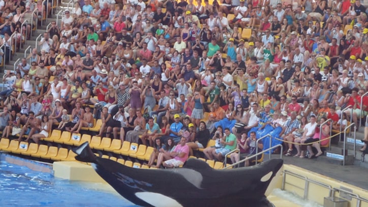 SeaWorld Condemns 'Blackfish' Documentary's Critical Take on Captivity