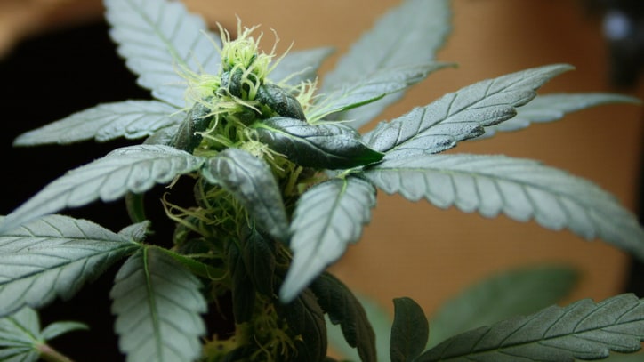 The New Pot Advocates: Mr. Natural Goes to Washington