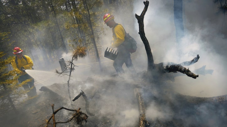 The Fate of Trees: How Climate Change May Alter Forests Worldwide