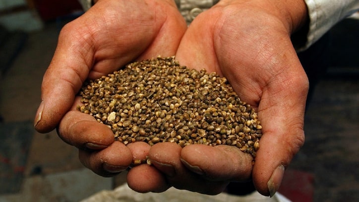 Is DEA Dazed & Confused Over Industrial Hemp?