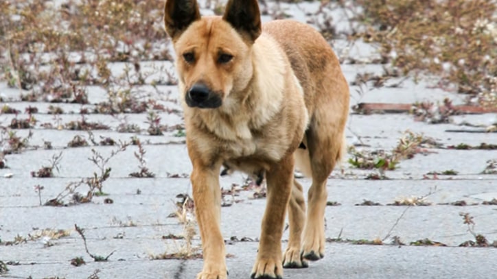 City of Strays: Detroit's Epidemic of 50,000 Abandoned Dogs