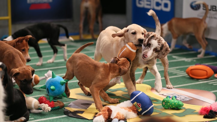 America's Other, Cuter Super Bowl: The Story of the Puppy Bowl