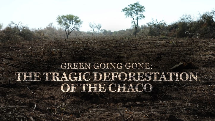 Green Going Gone: The Tragic Deforestation of the Chaco