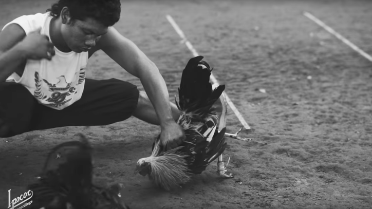 Dead Cross Take Brutal Look at Cockfighting in 'Obedience School' Video