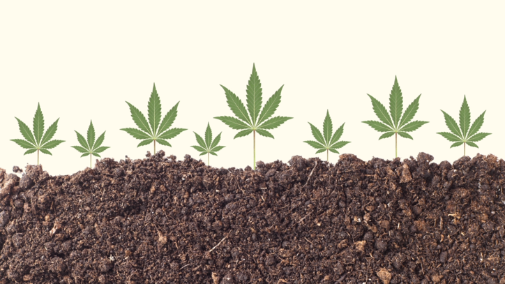 Can Hemp Clean Up the Earth?