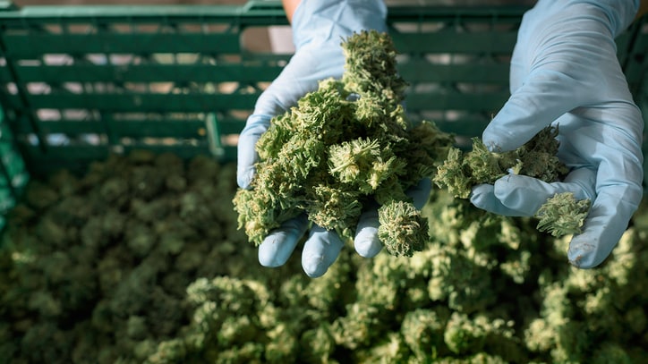 'The Truth About Cannabis': Inside New Pro-Pot Web Doc