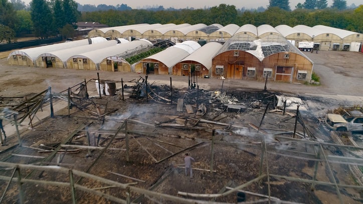 What the California Fires Mean for the Weed Industry