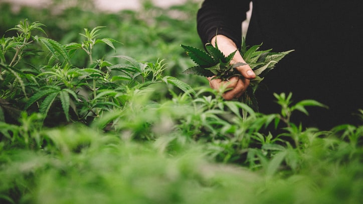 'LEED for Weed': Can Pot Growers Save Money by Going Green?