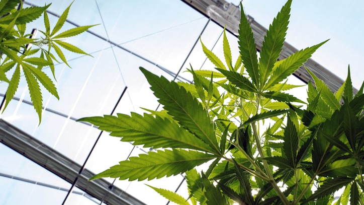 Weed Warriors: Meet Six Women Shaping the Cannabis Industry