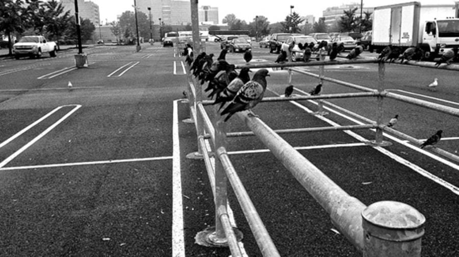 Birds