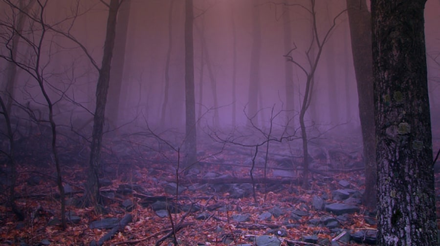 Virginia's George Washington National Forest