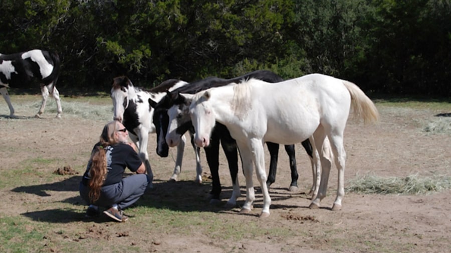 Willie Nelson, Horse Whisperer