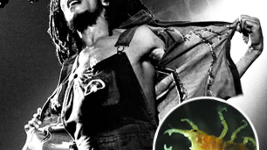 Rock & Roll Animals: 22 Weird Creatures Named After Superstars