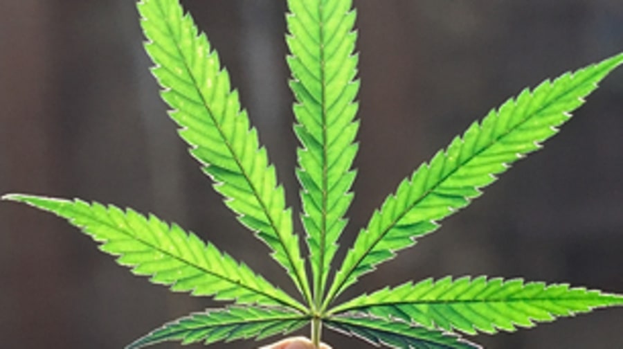Nine Signs That Pot Legalization Is Coming Soon
