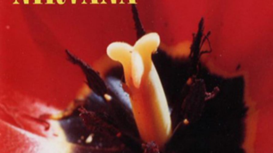 Nirvana, 'In Bloom'