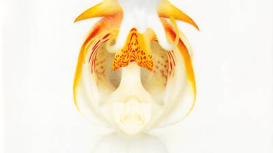 Kings of Leon, 'Aha Shake Heartbreak'