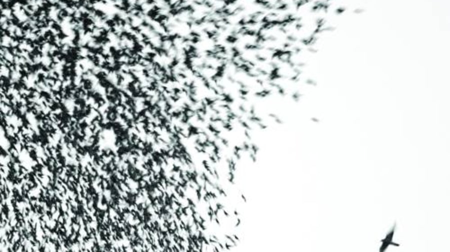 Wilco, 'Sky Blue Sky'