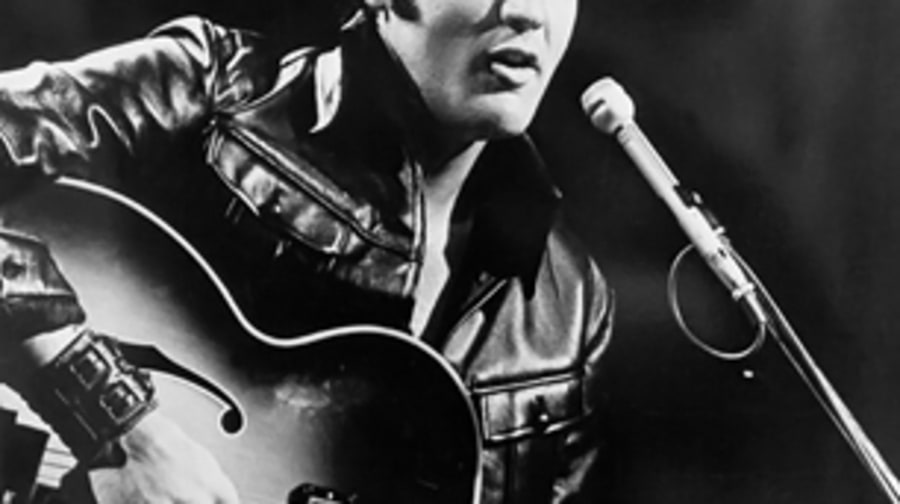 Preseucoila imallshookupis (Elvis Presley, gall wasp)