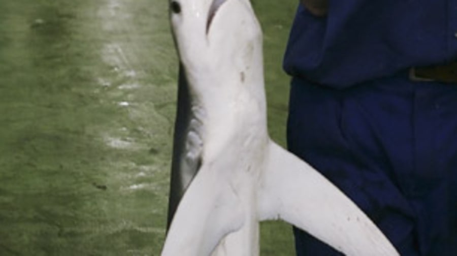 Led Zeppelin Once Defiled a Groupie With a Mud Shark