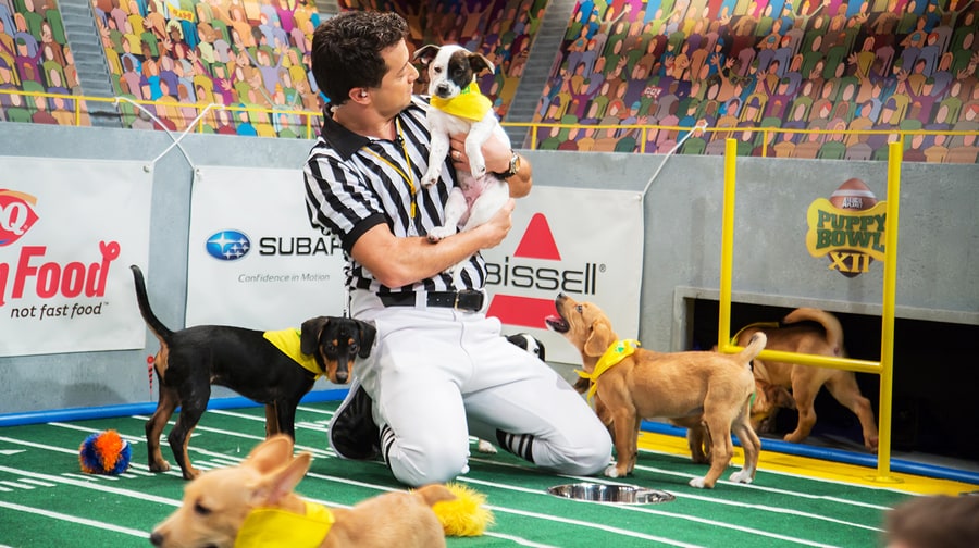 'Puppy Bowl XII': A Totally Necessary Gallery of Ridiculously Cute Baby Dogs