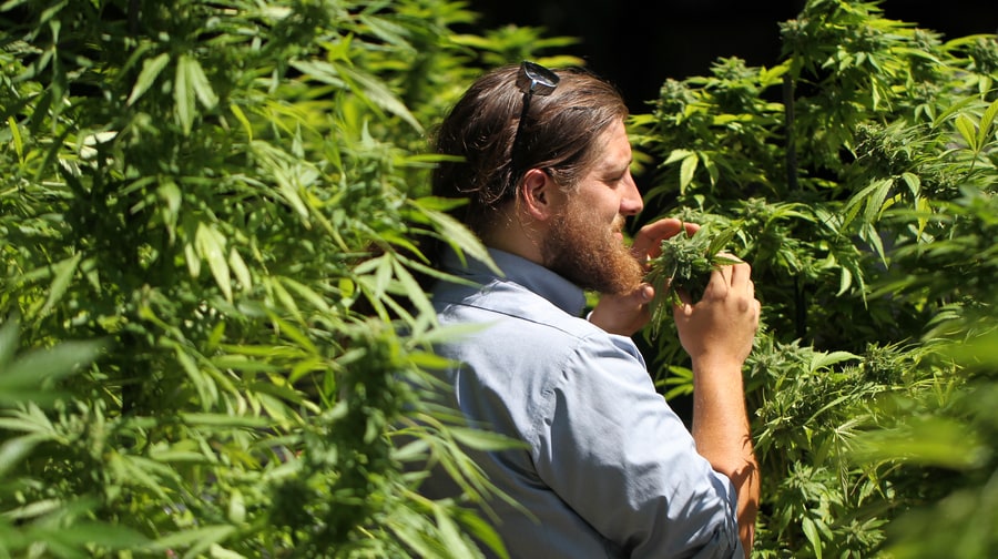Myth: Most pot smokers are heavy users