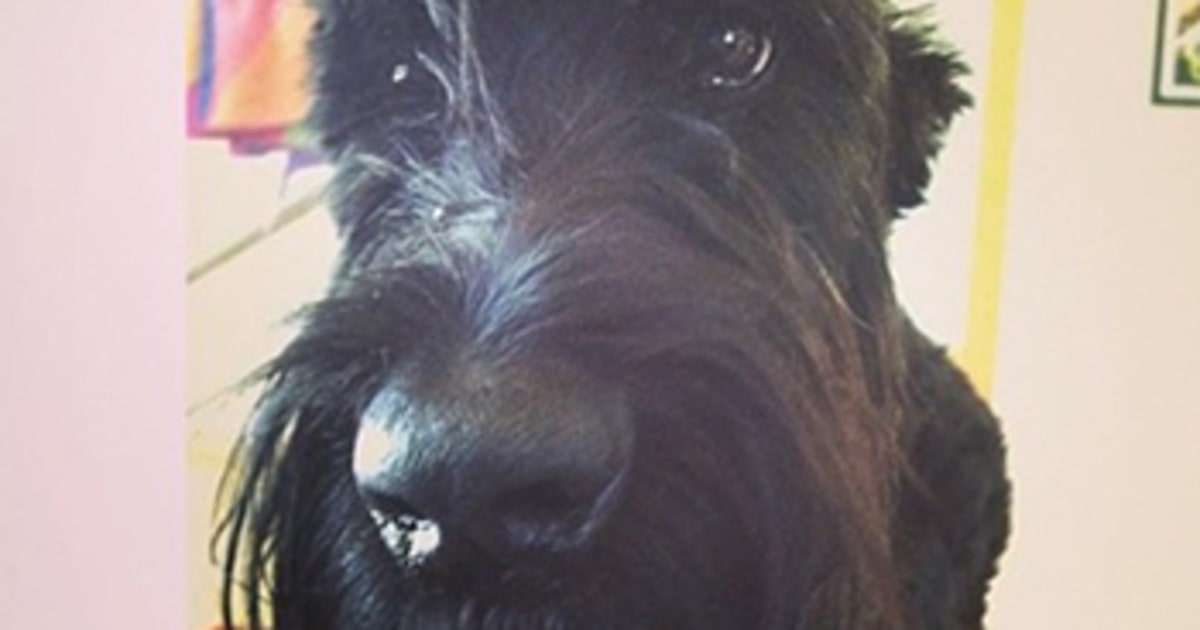 Zendaya's Childhood Dog Dies "One of the Most Loyal Men in My Life