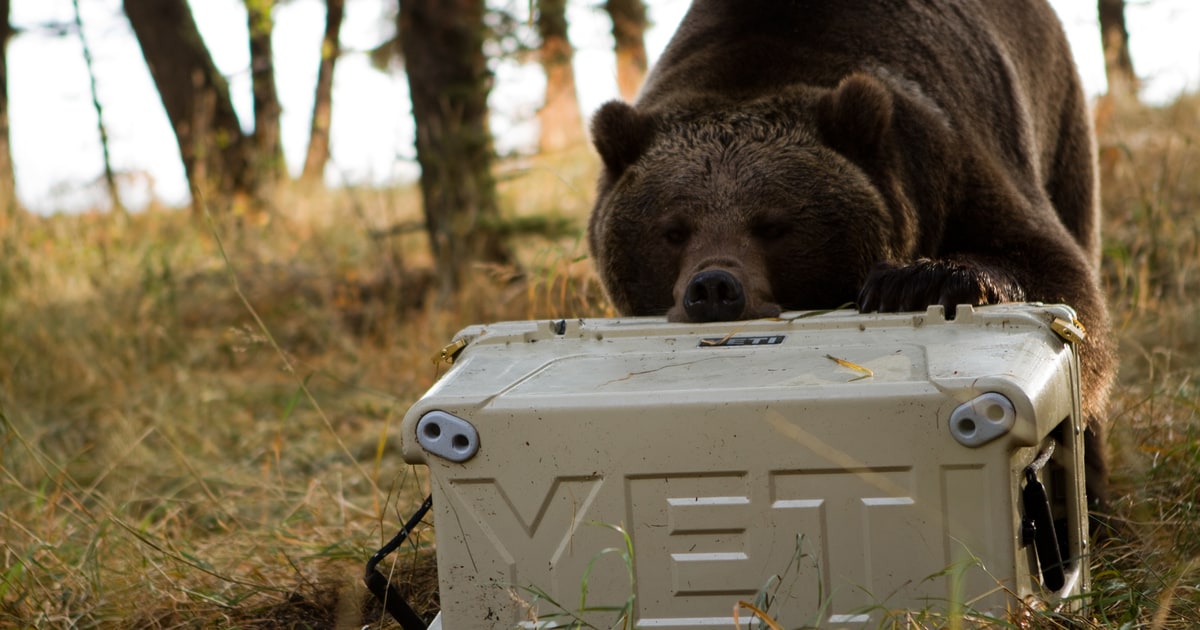 Yeti, the Cooler Company, Was Just Valued at 5 Billion Men's Journal