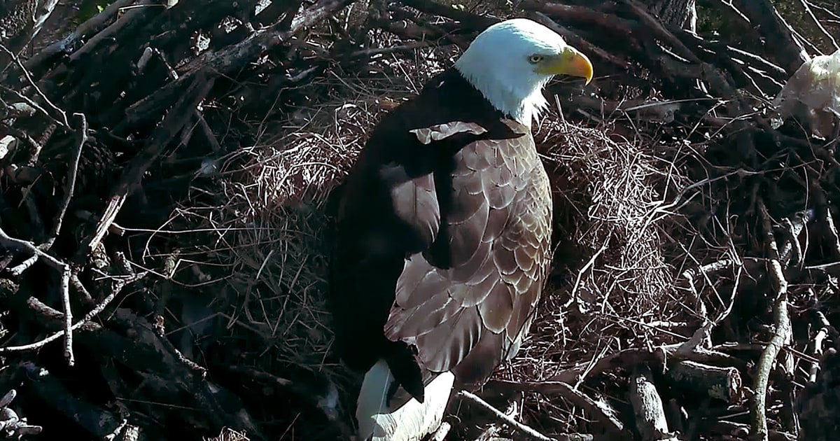Watch a Livestream of Two Eagles Hatching in Washington, D.C. - Us Weekly