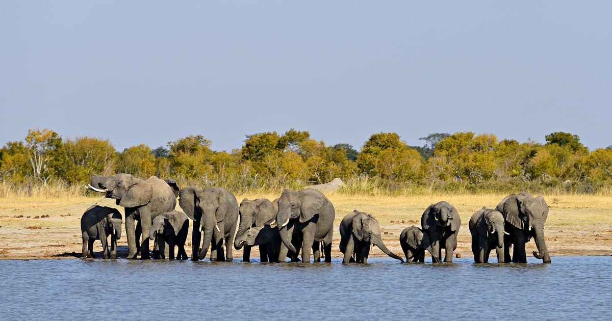 How to See the Last Great Herds of Elephants in Africa Men's Journal
