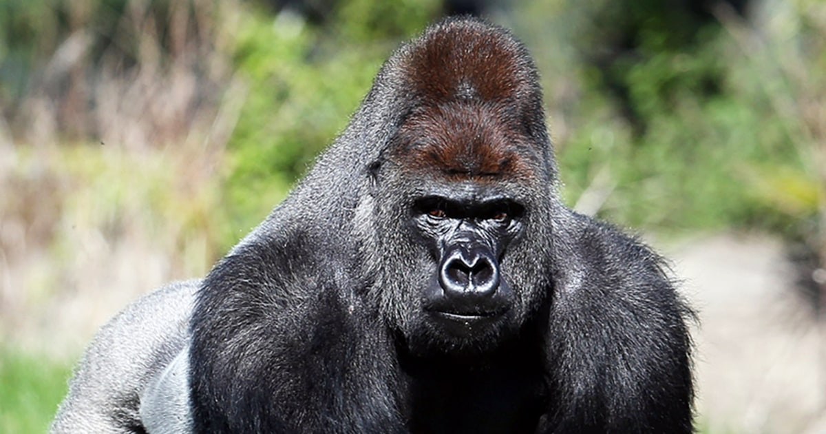 Gorilla Captured After Escaping From London Zoo - Us Weekly