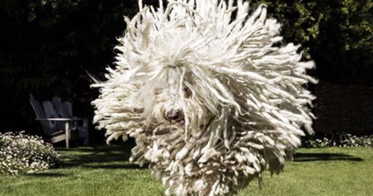 This Photo of Mark Zuckerberg’s Dog Will Make Your Day Us Weekly