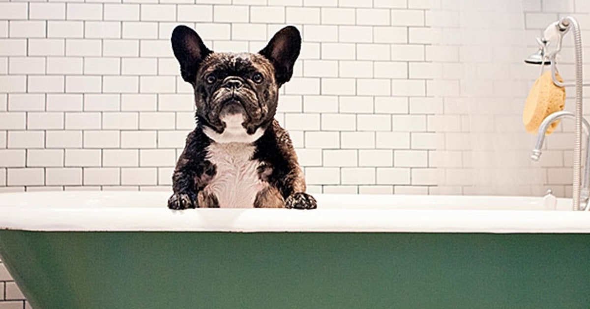 Bathe Him Regularly, But Not Too Much What to Do When You're Allergic