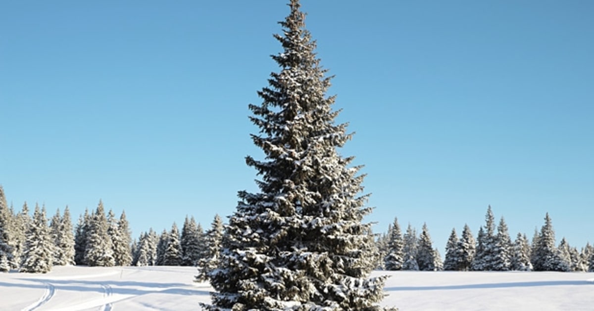 cutting your own christmas tree in a national forest men cutting your own christmas tree in a national forest men