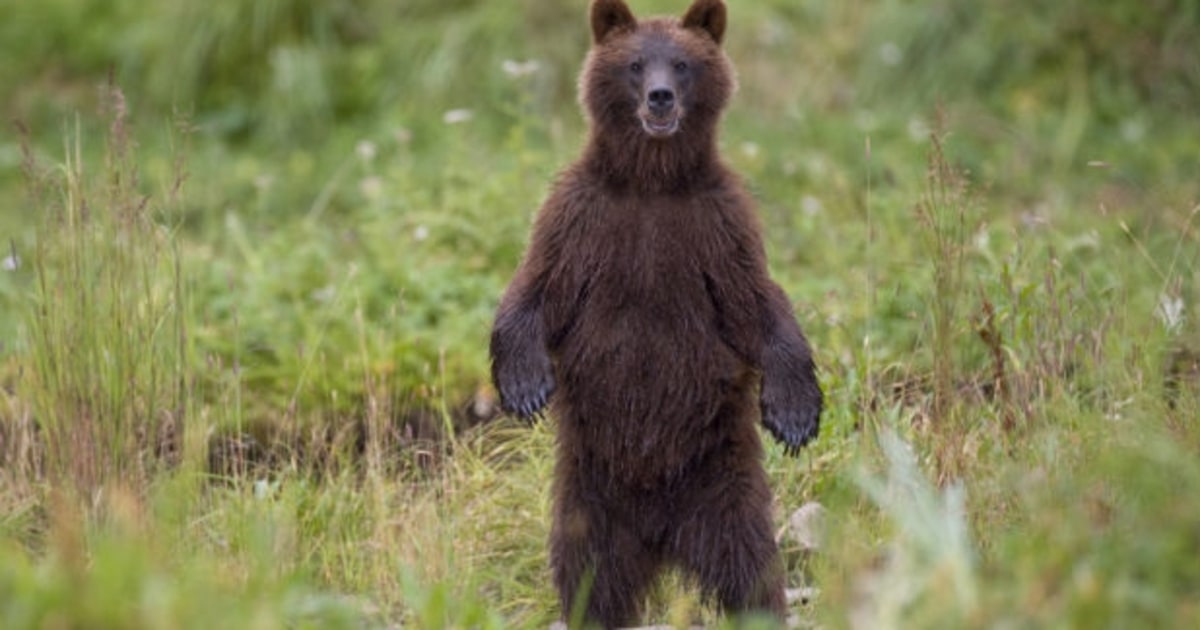 How to Prevent a Bear Attack Men's Journal