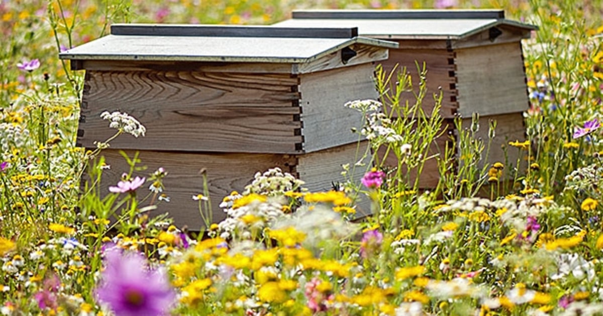 Strategize the hive’s location. How To Start A Beehive Men's Journal