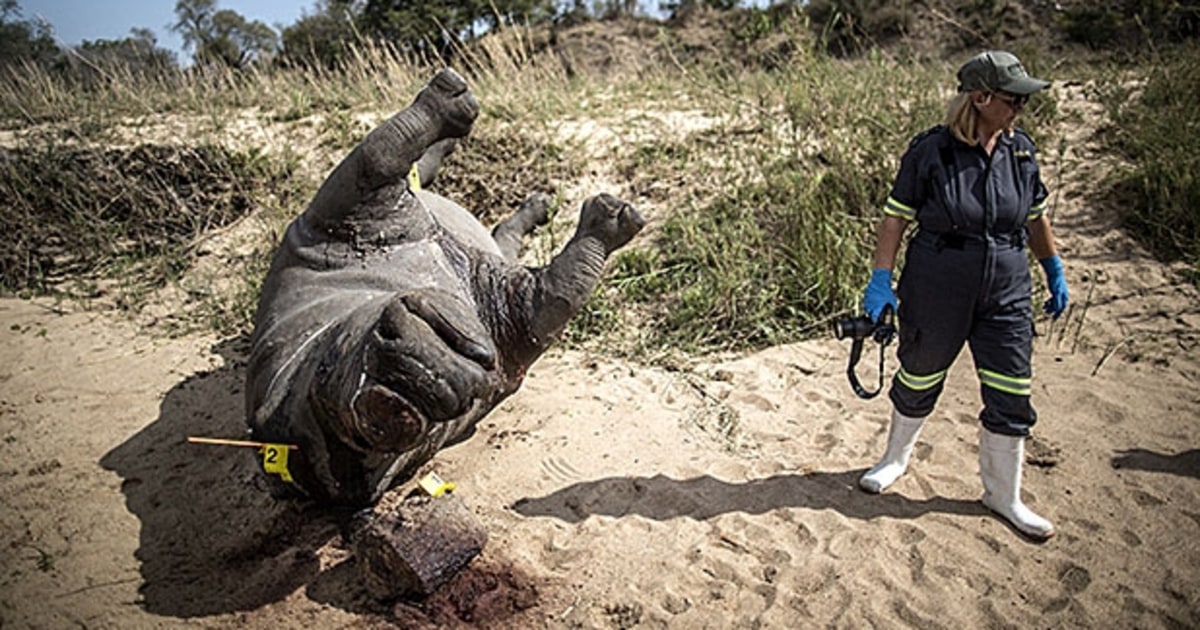 Trophy Hunting, Poaching, or Habitat Loss Which is Worse? Men's Journal