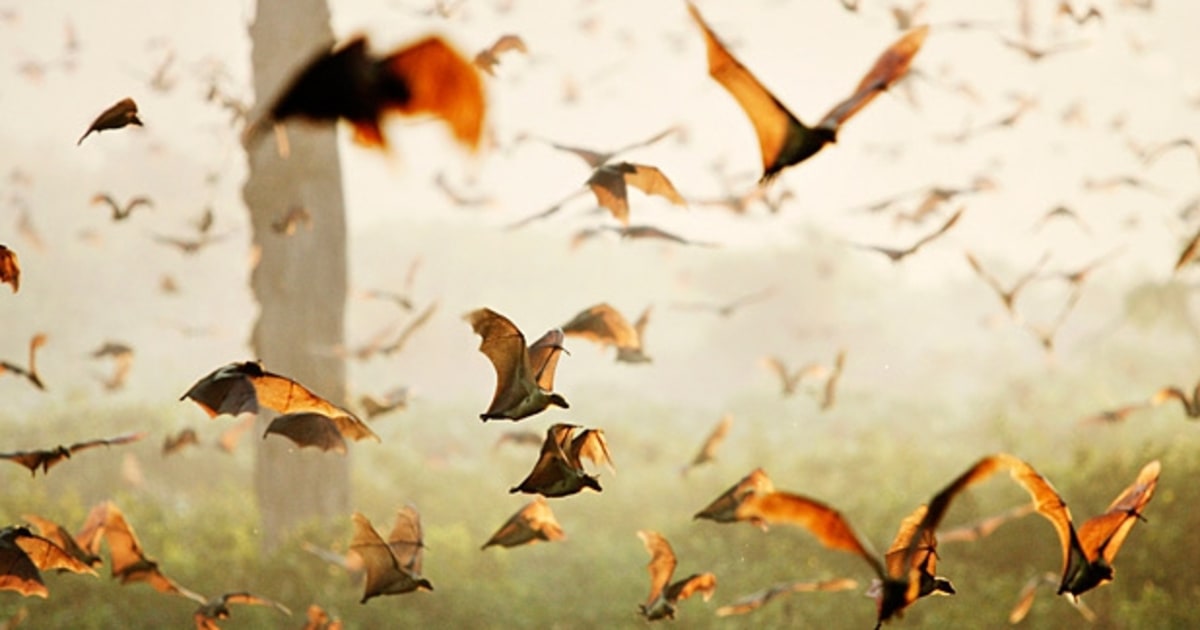 Zambia's Great Fruit Bat Migration Men's Journal