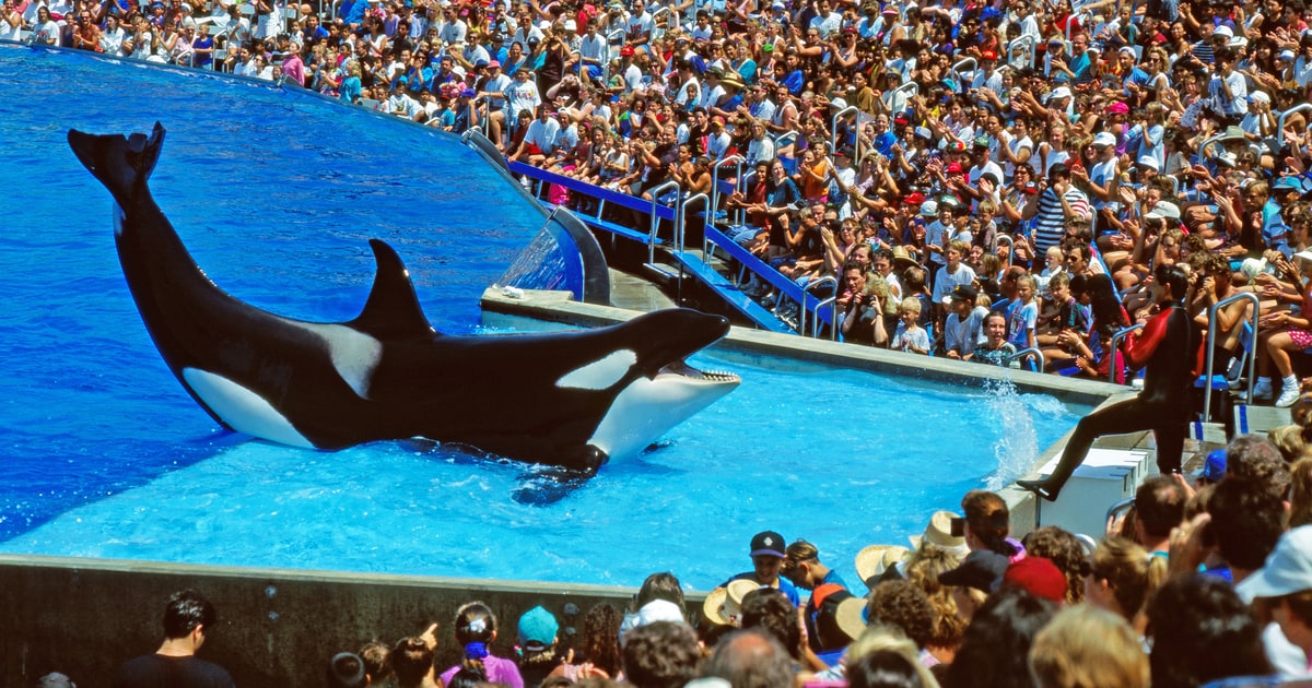 Pink, SeaWorld Battle Over Killer Whale Captivity