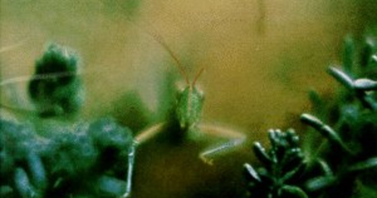 Steely Dan Katy Lied Steely Dan Katy Lied