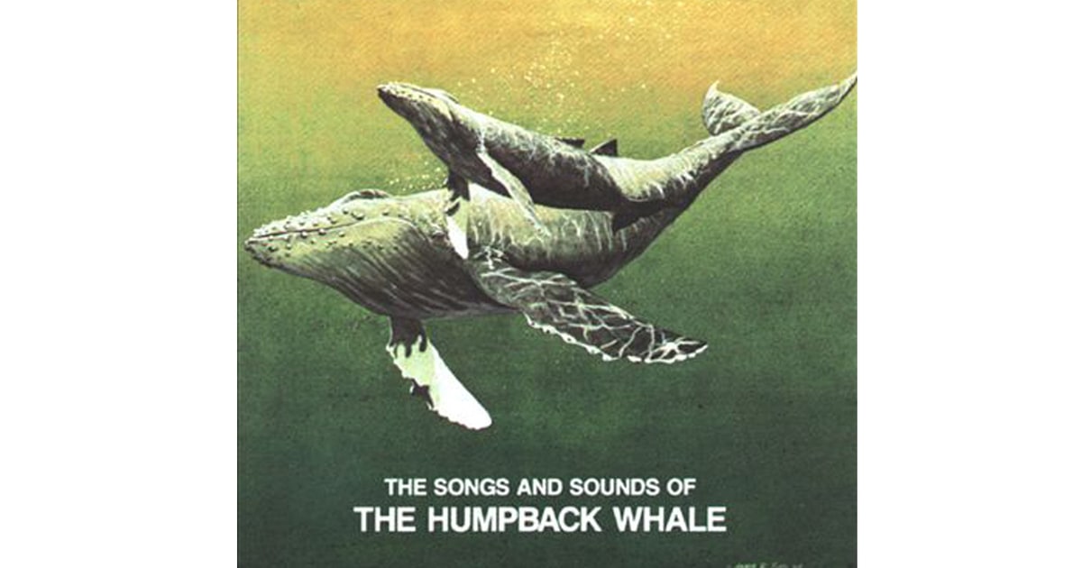 song of the whale Founded in 2016 by laura thornton, sarah richardson and ian gilmore, whale song theatre is an emerging professional theatre company in halifax, nova scotia. song of the whale Founded in 2016 by laura thornton, sarah richardson and ian gilmore, whale song theatre is an emerging professional theatre company in halifax, nova scotia.